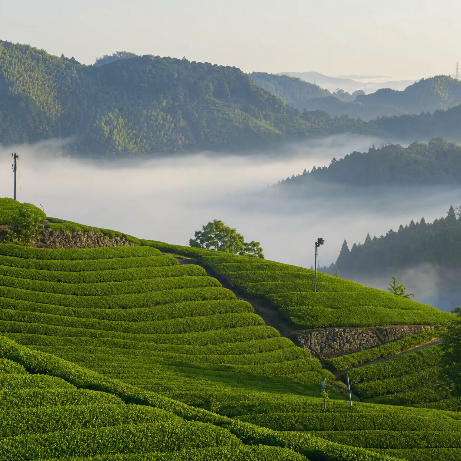 Terraced green tea fields of Uji, Kyoto, under morning mist