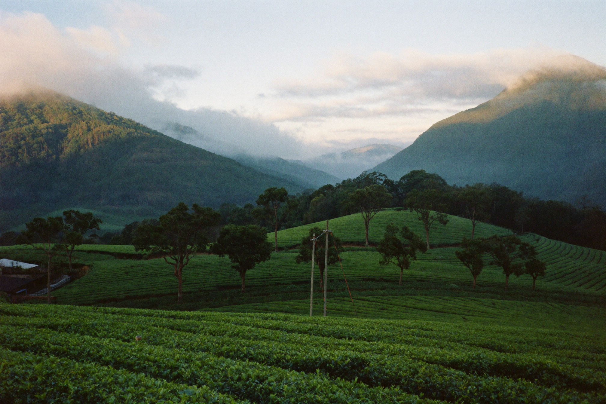 Terraced green tea fields in the misty hills of the Uji valley
